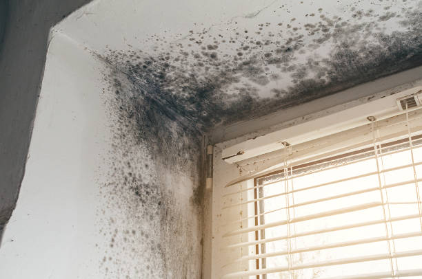 Affordable Mold Removal solutions in Mount Airy, MD